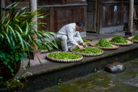 (miniature) Zhang Yuehua fait sécher des feuilles de thé fraîchement cueillies dans sa maison ancestrale de l'arrondissement de Mingshan