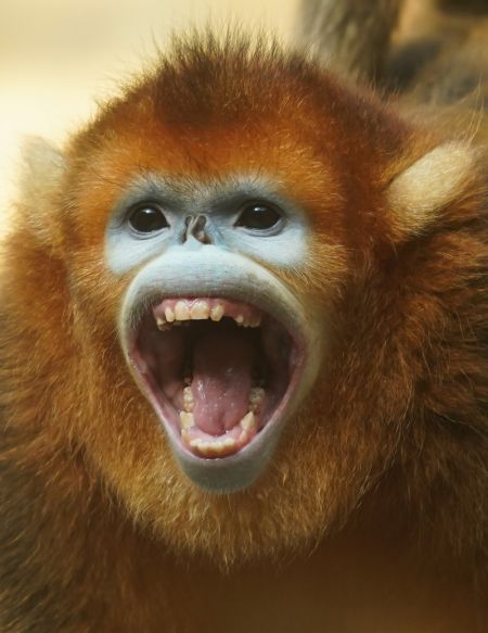 (miniature) Un singe doré au nez retroussé du Sichuan dans le parc safari forestier de Nantong