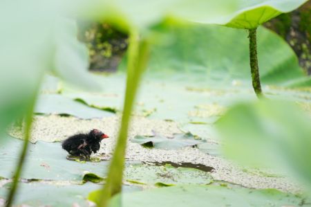 (miniature) Une jeune poule d'eau nage dans un étang à Xingtai