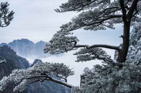 (miniature) Photo du paysage de givre sur le mont Huangshan