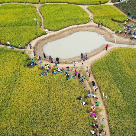 (miniature) Photo aérienne d'enfants récoltant du riz avec leurs parents dans la zone humide de Haizhu