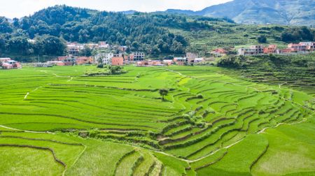 (miniature) Photo aérienne de champs en terrasses dans le bourg de Xinmin de la ville de Panzhou