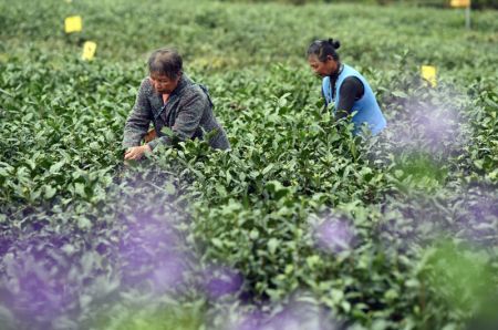 (miniature) Des agricultrices cueillent des feuilles de thé pendant la saison de récolte du thé dans une plantation de thé à Huangshan