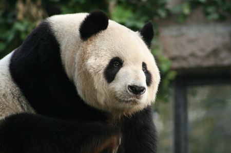 (miniature) 10 pandas géants seront montrés au zoo de Pékin pendant les JO