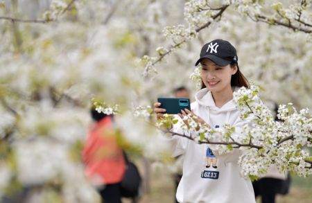 (miniature) Une touriste prend des photos de poiriers en fleurs pendant le festival de la floraison des poiriers dans la ville de Qian'an