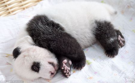 (miniature) bébé panda fait dodo
