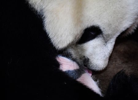 (miniature) Le panda géant femelle Ya Ya s'occupe de son bébé au Centre de recherche sur les pandas géants de Qinling