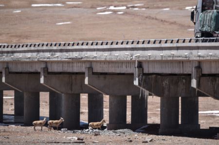 (miniature) Des antilopes tibétaines tentent de passer par un pont pour atteindre la province du Qinghai