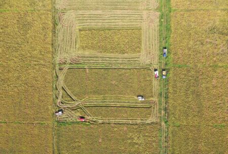(miniature) Photo aérienne prise le 4 octobre 2021 montrant des agriculteurs récoltant du riz dans le bourg de Jiangxiang à Nanchang