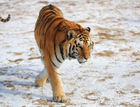 (miniature) Un tigre de Sibérie dans le parc des tigres de Sibérie de Guanpo