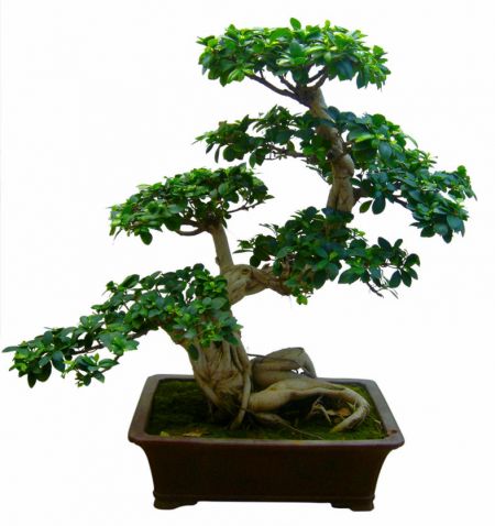 (miniature) bonsai