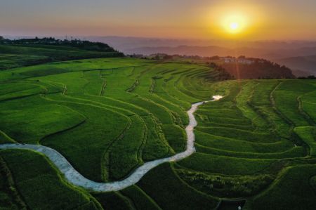 (miniature) Une photo aérienne prise le 27 juillet 2020 montre des rizières dans le bourg de Gaopo à Guiyang dans la province du Guizhou (sud-ouest)