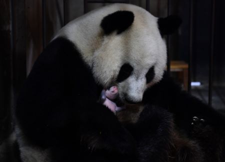 (miniature) Le panda géant femelle Ya Ya s'occupe de son bébé au Centre de recherche sur les pandas géants de Qinling