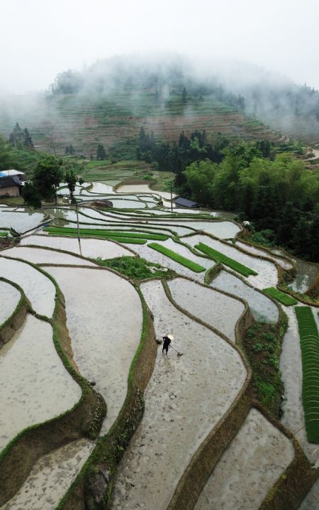 (miniature) Photo aérienne d'agriculteurs dans des champs en terrasses de Ziquejie