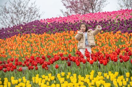 (miniature) Une fillette joue parmi des tulipes en fleurs dans une zone touristique de Chongqing