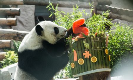 (miniature) Le panda géant femelle Ding Ding déguste son repas d'anniversaire au zoo de Moscou