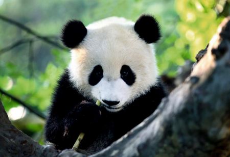 (miniature) mignon panda