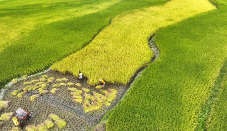 (miniature) Des villageois récoltent du riz dans le village de Xiama de la ville de Chenzhou