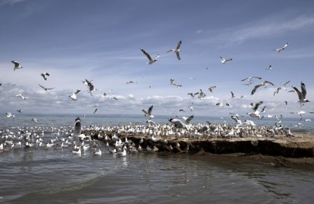 (miniature) Photo aérienne de la zone humide de l'île aux oiseaux sur le lac Qinghai