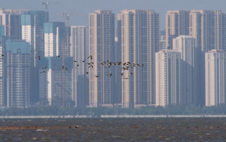(miniature) Des oiseaux volent dans la zone humide de l'estuaire de la baie de Quanzhou