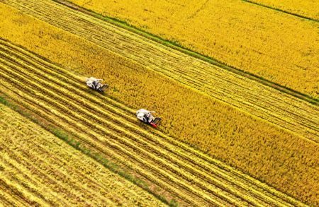 (miniature) Photo aérienne d'agriculteurs conduisant des moissonneuses dans une rizière à Jurong