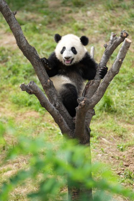 (miniature) Photo d'un panda géant dans un parc scientifique récemment ouvert dédié à la protection des espèces sauvages dans le district de Zhouzhi à Xi'an