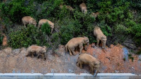 (miniature) Photo prise le 28 mai 2021 d'un troupeau d'éléphants d'Asie sauvages dans le district d'Eshan
