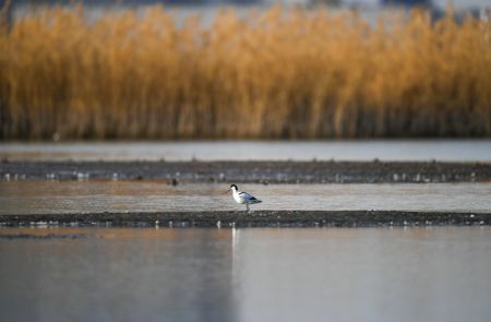 (miniature) Un oiseau migrateur dans le réservoir de Hailiu