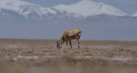 (miniature) Une antilope tibétaine à Hoh Xil