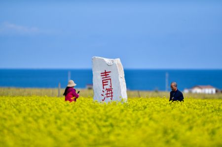 (miniature) Des touristes se promenant dans des champs de colza le long du lac Qinghai