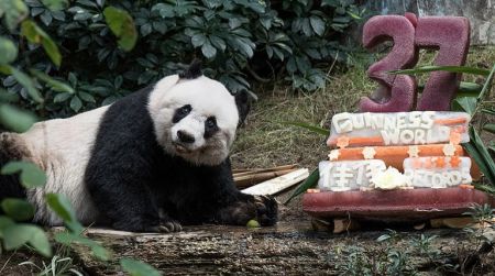(miniature) Le plus vieux panda du monde entre dans le livre Guiness
