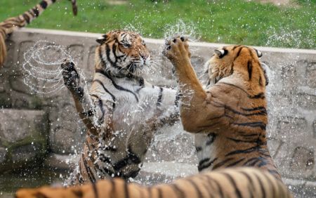 (miniature) Des tigres de Sibérie s'amusent dans l'eau dans le Parc des tigres de Sibérie de Hengdaohezi à Hailin