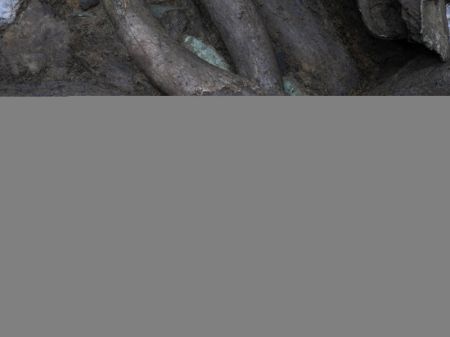 (miniature) Photo non datée de reliques déterrées sur le site des ruines de Sanxingdui
