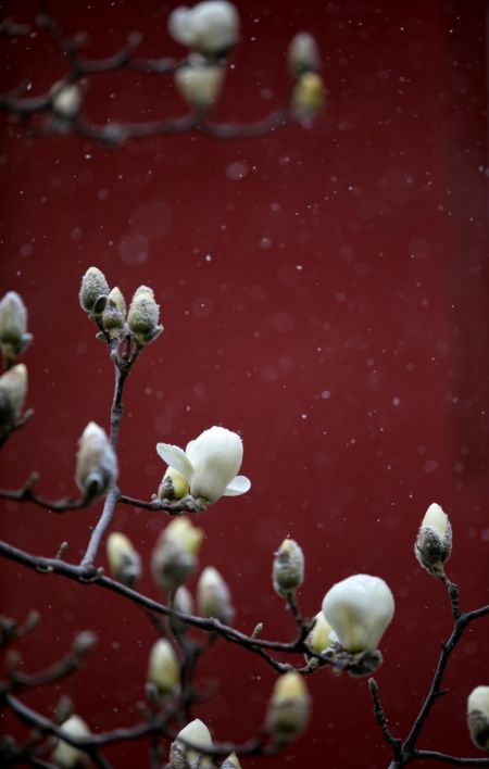 (miniature) Un magnolia en floraison sous la neige dans l'arrondissement de Mentougou à Beijing