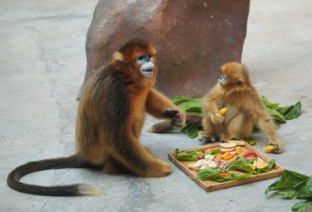 (miniature) Un singe doré au nez retroussé du Sichuan dans le parc safari forestier de Nantong