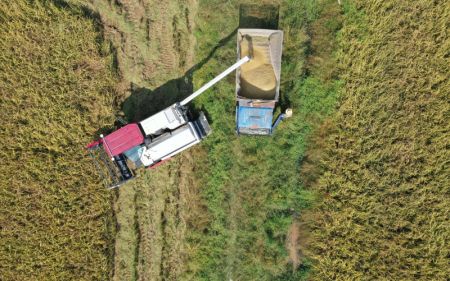 (miniature) Photo aérienne prise le 4 octobre 2021 montrant des agriculteurs chargeant du riz nouvellement récolté dans le bourg de Jiangxiang à Nanchang