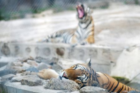 (miniature) Des tigres de Sibérie dans le Parc des tigres de Sibérie de Hengdaohezi à Hailin