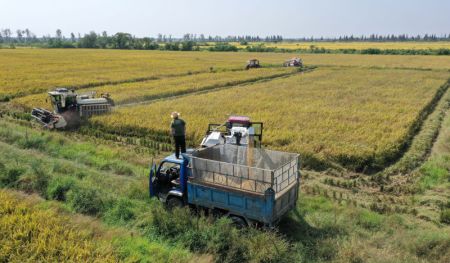 (miniature) Photo aérienne prise le 4 octobre 2021 montrant des agriculteurs chargeant du riz nouvellement récolté dans un camion dans le bourg de Jiangxiang à Nanchang