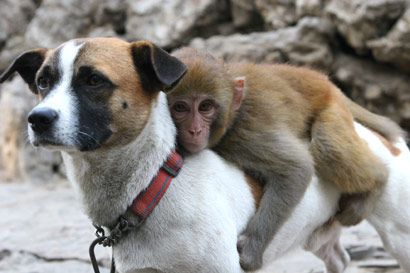 (miniature) Un singe possède son propre chien de garde