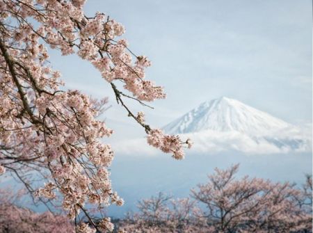 (miniature) Fuji et Sakura au Japon