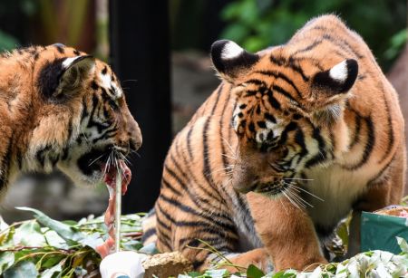 (miniature) Des tigres jumeaux dans le parc de Chimelong Safari à Guangzhou