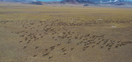(miniature) Des antilopes tibétaines dans le district de Gerze de la préfecture d'Ali