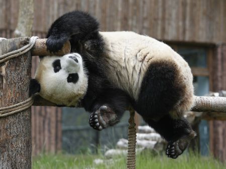 (miniature) Le panda géant Xin Xin joue au parc de pandas de Jiuzhaigou dans la province chinoise du Sichuan (sud-ouest)