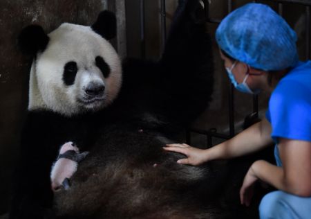 (miniature) Une membre du personnel aide le panda géant femelle Ya Ya à allaiter son bébé au Centre de recherche sur les pandas géants de Qinling