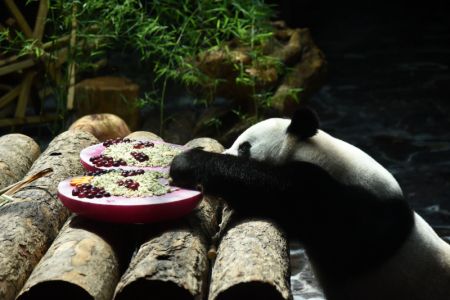 (miniature) Le panda géant Erxi joue avec des glaçons fruités de forme sphériques préparés par des éleveurs dans une salle climatisée au zoo Jinan Wildlife World