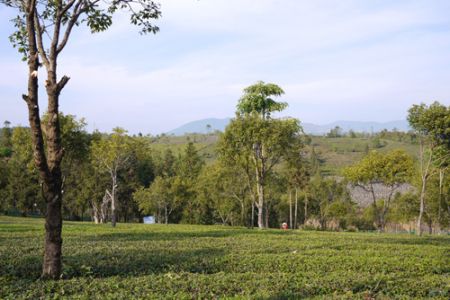 (miniature) champs de thé