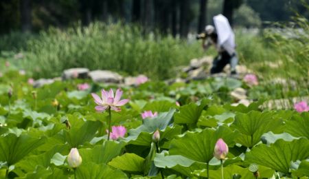 (miniature) Des fleurs de lotus dans le parc Yuanmingyuan