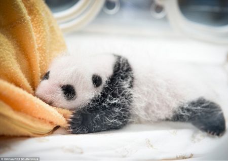 (miniature) Photos : des bébés panda sont présentés au public