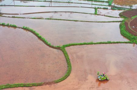 (miniature) Photo aérienne prise le 14 avril 2021 d'un agriculteur conduisant un véhicule agricole pour repiquer les plants de riz dans le village de Baijia à Hengyang