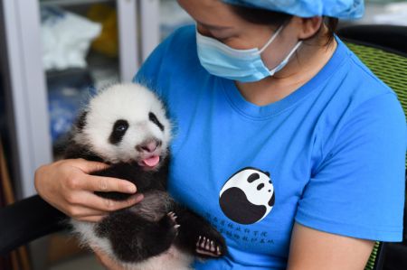 (miniature) Une membre du personnel s'occupe d'un bébé panda au Centre de recherche sur les pandas géants de Qinling
